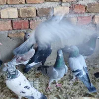 ۲۰تا نر|پرنده|خاش, |دیوار