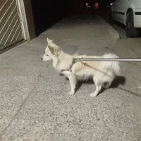 سگ پامر اشپیتز ماده ساکت|سگ|شاهینشهر, مخابرات (شهید بهشتی)|دیوار