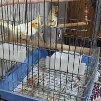 پرنده عروس هلندی