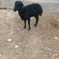 بره ماده سیاه