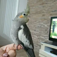 فروش عروس هلندی