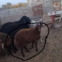 بره ماده هترو سه عدد|حیوانات مزرعه|جوین, |دیوار