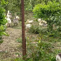 فروش غاز محلی و قو غاز