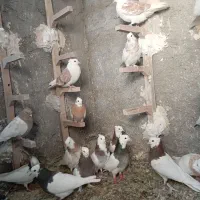 کفتر ماده پرشی