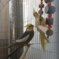 عروس هلندی|پرنده|اهر, |دیوار