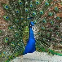 طاووس مصری|پرنده|گرگان, |دیوار