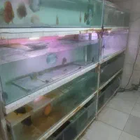 سالن پرورش ماهی