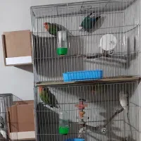 دوجفت کوتوله|پرنده|گرگان, |دیوار