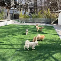 نگهبان و نظافتچی اتباع یا ایرانی دوستدار سگ