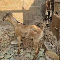 نری چاق سن پایین ۱۲کیلو گوشت|حیوانات مزرعه|قشم, |دیوار