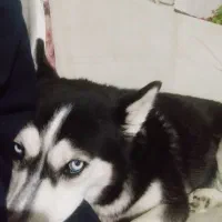 هاسکی ماده یکساله با چشمهای یخی و واکسینه