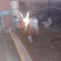 بزغاله نر 7ماهه به شرط سالمی|حیوانات مزرعه|فریمان, |دیوار