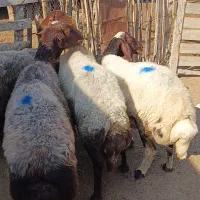 5راس میش آبستن سونوشدن|حیوانات مزرعه|سیمین شهر, |دیوار