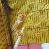 قناری ماده آماده عطیقه|پرنده|شیراز, مسلم|دیوار