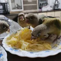 طوطی/گرینچیک/طوطی گرینچیک/جوجه گرینچیک|پرنده|قدس, شهر‌قدس|دیوار