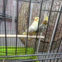 عروس هلندی|پرنده|تهران, صادقیه|دیوار