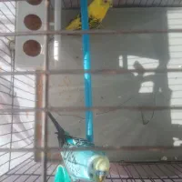 یک جفت مرغ عشق به فروش میرسد|پرنده|تبریز, |دیوار