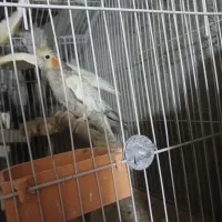 فروش دو عدد عروس هلندی لوتینو و گلباقالی|پرنده|فامنین, |دیوار