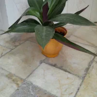 گل موسی در گهواره