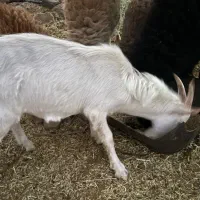 کهره نر سانن اصیل|حیوانات مزرعه|بم, |دیوار