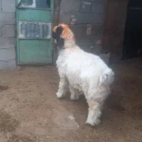 بره نر داشتی