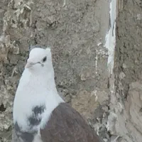 کبوتر جفتگاه|پرنده|فردوس (خراسان), |دیوار