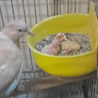 کفتر جفت تزئینی