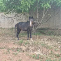 دوتا اسب جوان با مادیان