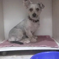 سگ پا کوتاه