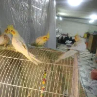 عروسهلندیچهارتا|پرنده|باسمنج, |دیوار