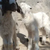 بره نر ماده سنجابی اصیل در میراباد|حیوانات مزرعه|جوانرود, |دیوار