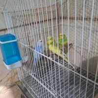 ۳عدد مرغ عشق ۱نر ۲ماد|پرنده|سیرجان, |دیوار