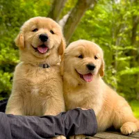 گلدن رتریور