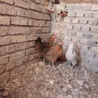 مرغ خانگی تخمگذار|حیوانات مزرعه|اردکان, |دیوار