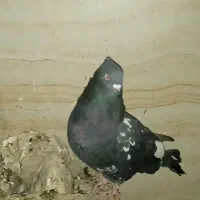 کبوتر کله‌ای ماده