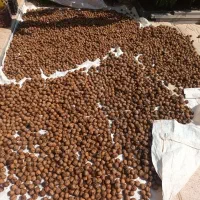 گردو اصل قره داغ