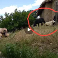 میش و بز|حیوانات|ایذه, |دیوار