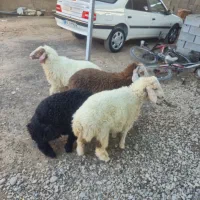 جاده اهواز  اندیمشک روستای راضی حمد|حیوانات مزرعه|کرخه, |دیوار