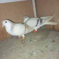 کبوتر کفتر رنگی مناسب|پرنده|مشکین‌دشت, |دیوار