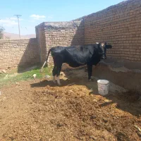 گاو شیری