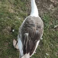 غاز