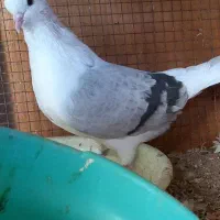 دوکت سوکس|پرنده|اردکان, |دیوار