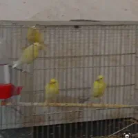 جوجه قناری هفت ماهه