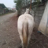 مادیان ۸سال ابستن|اسب و تجهیزات اسب‌سواری|کلاچای, |دیوار