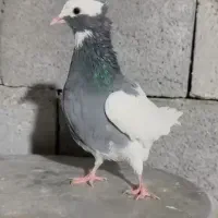 طوق سبز ماده