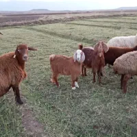 بز محلی شیری