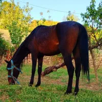 اسب نر ترکمن اصیل