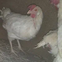 مرغ تخم گزار دانه ای ۹۰