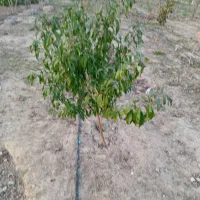 نهال 3ساله انار دانه سیاه و شلیل بارده|خدمات باغبانی و درختکاری|گرگان, |دیوار