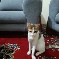 گربه خانگی ۷ ماهه